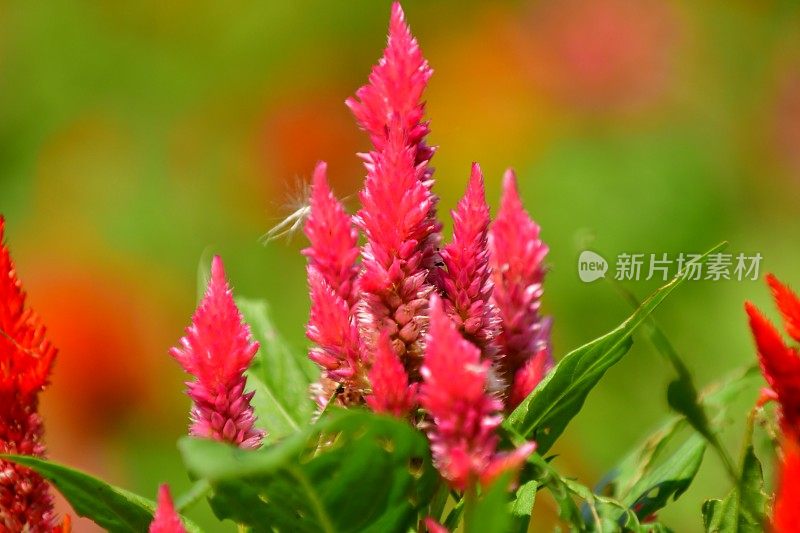 Celosia argentea / Celosia argentea '和服系列'